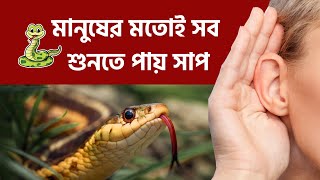 সাপের আবার কান হয় নাকি? মানুষের মতোই সব শুনতে পায় সাপ, গবেষণায় চাঞ্চল্যকর তথ্য | snake ear | snake