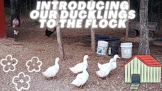 Introducing Our Ducklings to the Flock #farm #ducks #chicken #homestead