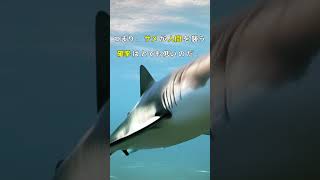 水中でのサメの攻撃がやばい