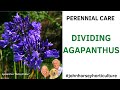 HOW TO DIVIDE AGAPANTHUS PLANTS - DIVIDING AGAPANTHUS 