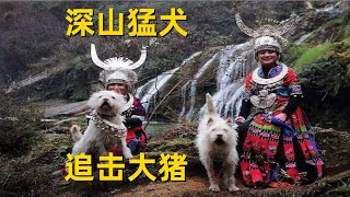 世界5大名猎犬第三名来自贵州，下司犬面对大猪猛烈进攻