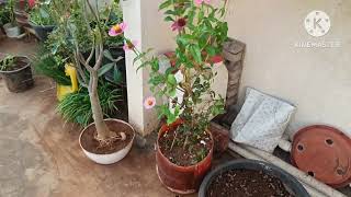 maa midde totalo Tenkisa flowers, chamanti flowers, and egg Sampangi flowers 🌹🌺 please share,