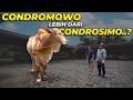 SAPI CROSSING MIRIP CONDROSIMO INI ISTIMEWA