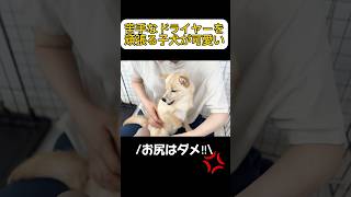 【ぶちギレ？💢】苦手なドライヤーを頑張る子犬が可愛い#puppy #ポメラニアン #ポメ豆柴 #ポメ柴 #子犬 #柴犬 #豆柴 #mix犬 #成長記録 #かわいい #お風呂