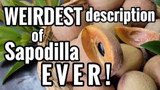 Weirdest Description of Sapodilla EVER!!!