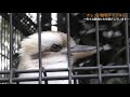 高笑いする鳥〜ワライカワセミの大きな鳴き声（笑い声？）／laughing kookaburra〜