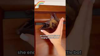 Turns out bats are so gentle. #shortvideo #Bat#shorts #Pet #Healing