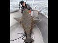 162cm halibut for our guide Daniel Eriksson during a very nice night a few weeks back! | ENG SUBS