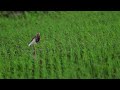 【夏羽ちょい手前】アカガシラサギ chinese pond heron