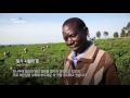 【k】uganda travel fort portal uganda 여행 포트포탈 세계10대 차 생산국 우간다 tea tea production