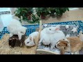 rabbit可爱兔子cute rabbit, lovely pets, lovely puppy, 귀여운 토끼,かわいいウサギ, lapin mignon,söt kanin