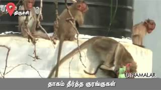 தாகம் தீர்த்த குரங்குகள் | Monkeys water problem