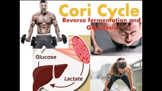 The Cori Cycle-the deeper insight into Anaerobic Respiration | RooseTube |Life Processes