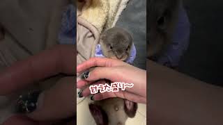 カワウソ赤ちゃんのあまがみ【baby otter】 #otter #カワウソ