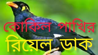 কোকিল পাখির মধুর সুরের ডাক। how to make Riyal kokel pakir dack.