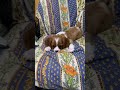 キャバリアの子犬　生後２か月　2021.8.1 cavalier king charles spaniel