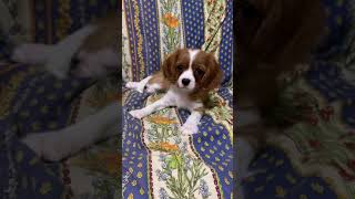 キャバリアの子犬　生後２か月　2021.8.1 Cavalier King Charles Spaniel