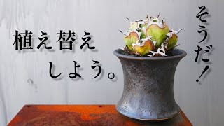 【アガベと鉢】ただの植え替え動画です。