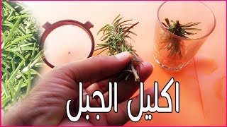 الطريقة الصحيحة لاستعمال اكليل الجبل