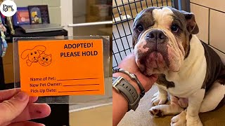 Priceless Puppy Mill Dogs' Reactions To Being Adopted