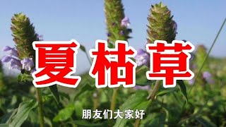 农村一种野草名叫夏枯草，又名灯笼草，用处多价值高遇见请珍惜   西瓜视频