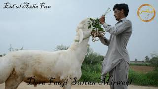 Beautifull Dumby for 2023 || Dera Fauji Sultan Mirwaal || Eid ul Azha Fun