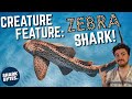 Creature Feature: Zebra Shark!