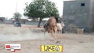 omg beautiful bull searching the cow सुंदर बैल गाय खोज