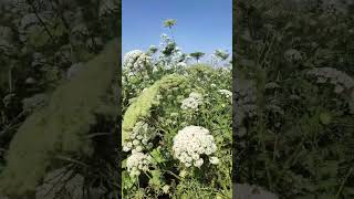 Fennel Seed  #fennel