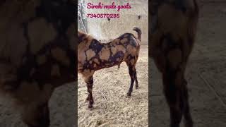 Sirohi male goats call me 7340570295