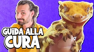 Come Tenere in Casa il GECO CILIATUS (e Gechi Gargoyle!)