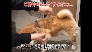 柴犬 やまと  換毛期がすごい