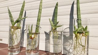 How to Propagate Sansevieria Cylindrica Snake Plant in Water