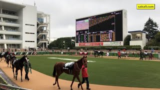 2020 葉牡丹賞 パドック 中山競馬場