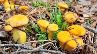 The forest of the Tomsk region woke up and began to delight with mushrooms Chanterelle mushrooms 24