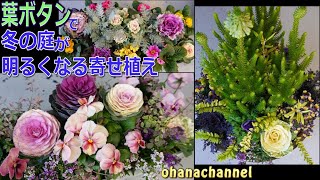 【冬の寄せ植え】ハボタンで冬の庭が明るくなる⁂寄せ植え3種類 