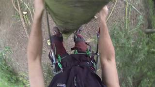 arborist poplar dismantle