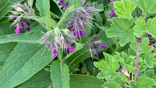 Comfrey - The Perfect Permaculture Partner for Perennial Plants!