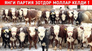 ЯНГИ ПАРТИЯ ЗОТДОР 🦬 🦬 🦬 МОЛЛАР КЕЛДИ ХОРАЗМ КОРАКОЛПОК БУ́ЙЛАБ ДАСТАВКА !!! ХОРАЗМ БОЗОР