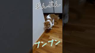 しっぽをブンブン振って怒ってる猫がこちらです。#shorts