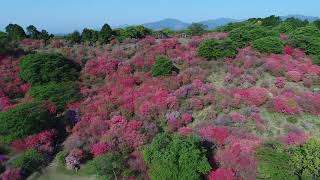 西都原高取山のツツジと菜の花２０１８