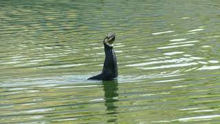 大森ふるさとの浜辺公園界隈のカワウ