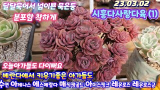 시흥다사랑다육(1)넘이쁜아가들 분포함착하게/단품 묵둥이도/수연.아레나스.에스메랄다.매직쨈골드.레몬로즈금.레몬로즈.아이스핑키