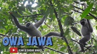 Owa jawa di taman nasional ujung kulon #ujungkulon