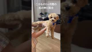 ころもの2ヶ月間の毛の伸び具合 #maltese #toypoodle