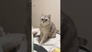 麻麻隔壁小斗都有梁 猫猫就是小宝宝啊 呆萌猫猫 这是我的小猪猫 猫咪踩奶 猫猫这么胖还这么委屈