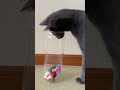 【猫動画】こんなところにネズミが…😽😻　 cat 猫 ねこ 猫動画