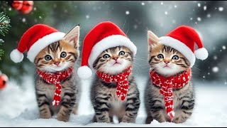 Cute Kittens Celebrate Christmas | Get Ready for a Purrfect CHRISTMAS with Cult of Kittens!