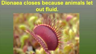 2010 ICPS conference lecture, Stewart McPherson: The disvovery of carnivorous plants