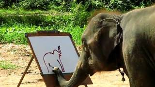 Suda - The Painting Elephant